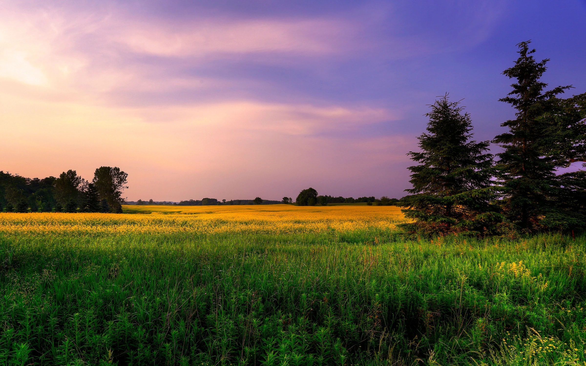 Harvest field at sunset